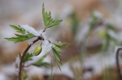Close-up of a budding plant with snow, symbolizing the transition from winter to spring.