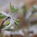 Close-up of a budding plant with snow, symbolizing the transition from winter to spring.